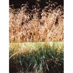 Mosebunke 'Bronzeschleier' Deschampsia Cespitosa 'Bronzeschleier' 1 Liter Potte
