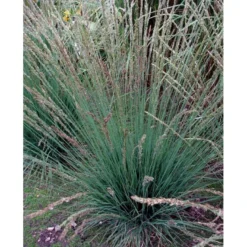 Blåtop 'Moorhexe' Molinia Caerulea 'Moorhexe' 1 Liter Potte -Osmosite Butik mi3325 molinia caerulea moorhexe af35