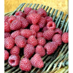 Efterårs Hindbær 'Polka' Rubus Idaeus 'Polka' Barrods,- 8-10 Mm. Rodhals.