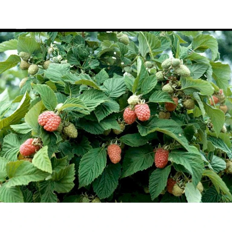 Hindbær 'Veten' Rubus Idaeus 'Veten' Barrods,- 8-10 Mm. Rodhals. 1 Hindbær 'Veten' Rubus Idaeus 'Veten' Barrods,- 8-10 Mm. Rodhals.