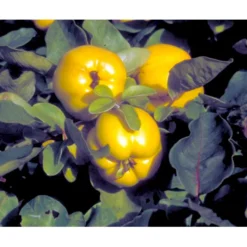 Æblekvæde 'Konstantinopel' Cydonia Oblonga 'Konstantinopel' Potte 7,5 Liter 125-150 Cm. 9 Æblekvæde 'Konstantinopel' Cydonia Oblonga 'Konstantinopel' Potte 7,5 Liter 125-150 Cm. -Osmosite Butik mi3480 cydonia oblonga 2353