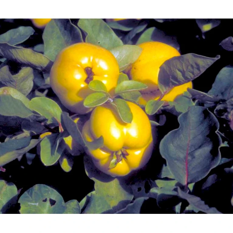 Æblekvæde 'Konstantinopel' Cydonia Oblonga 'Konstantinopel' Potte 7,5 Liter 125-150 Cm. 4 Æblekvæde 'Konstantinopel' Cydonia Oblonga 'Konstantinopel' Potte 7,5 Liter 125-150 Cm. - Billede 4