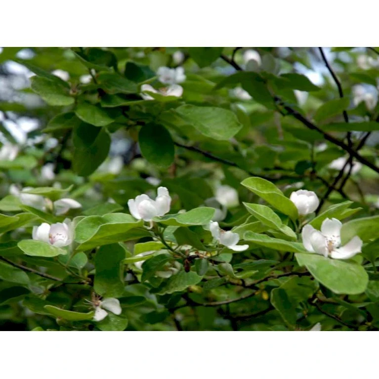 Æblekvæde 'Konstantinopel' Cydonia Oblonga 'Konstantinopel' Potte 7,5 Liter 125-150 Cm. 3 Æblekvæde 'Konstantinopel' Cydonia Oblonga 'Konstantinopel' Potte 7,5 Liter 125-150 Cm. - Billede 3