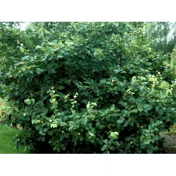 Æblekvæde 'Konstantinopel' Cydonia Oblonga 'Konstantinopel' Potte 7,5 Liter 125-150 Cm. 11 Æblekvæde 'Konstantinopel' Cydonia Oblonga 'Konstantinopel' Potte 7,5 Liter 125-150 Cm. -Osmosite Butik mi3480 cydonia oblonga 44ca