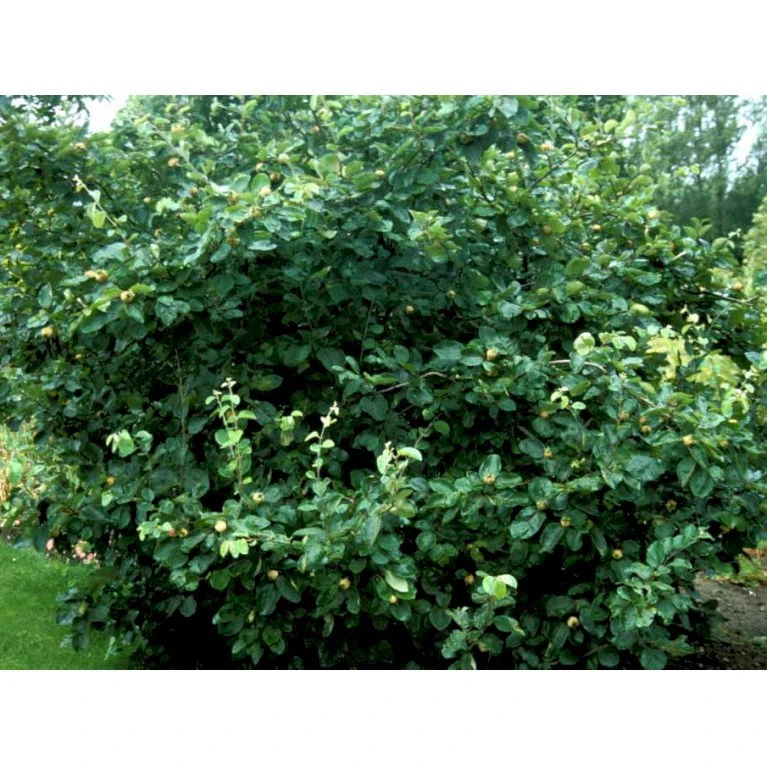 Æblekvæde 'Konstantinopel' Cydonia Oblonga 'Konstantinopel' Potte 7,5 Liter 125-150 Cm. 6 Æblekvæde 'Konstantinopel' Cydonia Oblonga 'Konstantinopel' Potte 7,5 Liter 125-150 Cm. - Billede 6