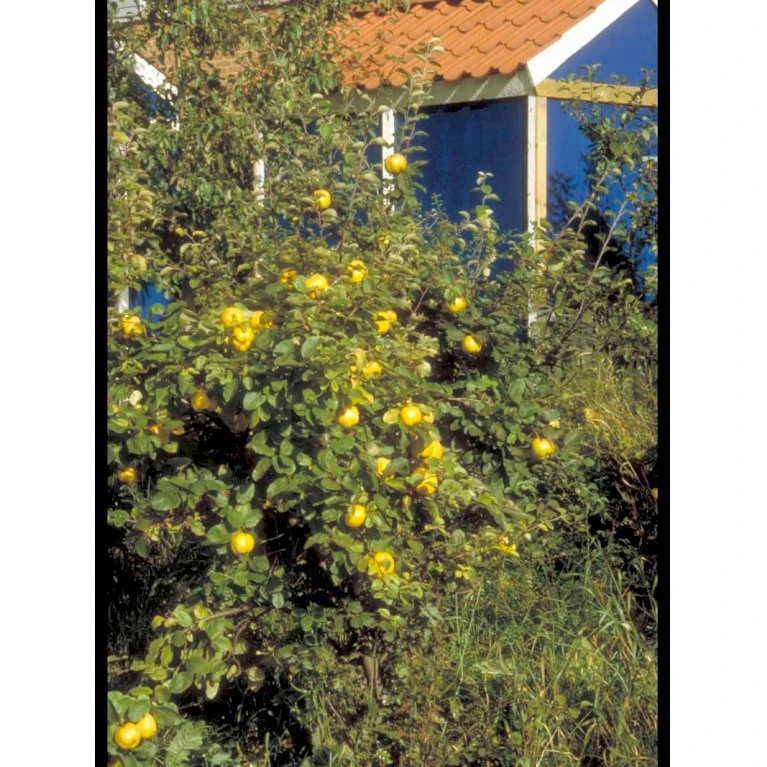 Æblekvæde 'Konstantinopel' Cydonia Oblonga 'Konstantinopel' Potte 7,5 Liter 125-150 Cm. 5 Æblekvæde 'Konstantinopel' Cydonia Oblonga 'Konstantinopel' Potte 7,5 Liter 125-150 Cm. - Billede 5