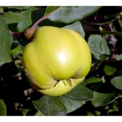 Pærekvæde 'Vranja' Cydonia Oblonga 'Vranja' 4-8 Grene. 120-160 Cm. Potte, (Kvæde A) -Osmosite Butik mi3486 cydonia oblonga wranja 1610