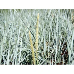 Marehalm Leymus Arenarius 10 Cm. Potte -Osmosite Butik mi3511 leymus arenarius d1bf