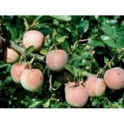 Blomme 'Althans Reine Claude' Prunus Domestica 'Althans Reine Claude' 4-8 Grene, 130-170 Cm. 10 Liter Potte. (S.J.A.) -Osmosite Butik mi355 prunus domestica althans reine claude 1b5b