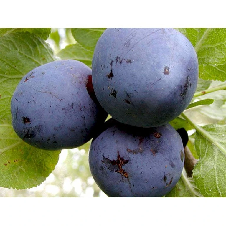 Blomme 'Czar' Prunus Domestica 'Czar' 4-8 Grene, Potte 10 Liter, 140-180 Cm. (P.CER) 2 Blomme 'Czar' Prunus Domestica 'Czar' 4-8 Grene, Potte 10 Liter, 140-180 Cm. (P.CER) - Billede 2