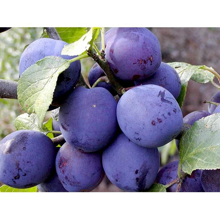 Blomme 'Czar' Prunus Domestica 'Czar' 4-8 Grene, Potte 10 Liter, 140-180 Cm. (P.CER) 1 Blomme 'Czar' Prunus Domestica 'Czar' 4-8 Grene, Potte 10 Liter, 140-180 Cm. (P.CER)