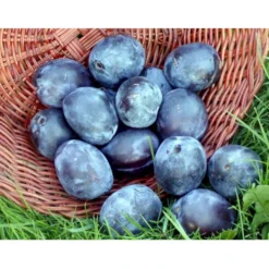 Blomme 'Italiensk Sveske' Prunus Domestica 'Italiensk Sveske' 4-8 Grene, 130-170 Cm. 10 Liter Potte. (S.J.A.) 5 Blomme 'Italiensk Sveske' Prunus Domestica 'Italiensk Sveske' 4-8 Grene, 130-170 Cm. 10 Liter Potte. (S.J.A.) -Osmosite Butik mi357 prunus domestica italiensk sveske 4d38