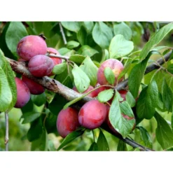 Blomme 'Opal' Prunus Domestica 'Opal' Dværgtræ, 3-5 Grene, 6,7 Liter Potte, 80-100 Cm. -Osmosite Butik mi359 prunus domestica opal 72aa