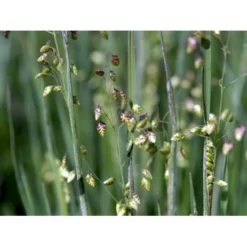 Hjertegræs Briza Media 1 Liter Potte -Osmosite Butik mi365 briza media 0234