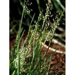 Hjertegræs Briza Media 1 Liter Potte -Osmosite Butik mi365 briza media 1394