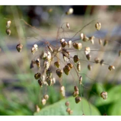 Hjertegræs Briza Media 1 Liter Potte -Osmosite Butik mi365 briza media 28d5