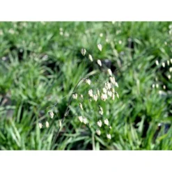 Hjertegræs Briza Media 1 Liter Potte -Osmosite Butik mi365 briza media 4f4b