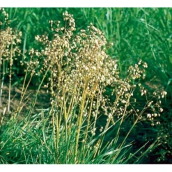 Hjertegræs Briza Media 1 Liter Potte -Osmosite Butik mi365 briza media 8622