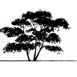 Bærmispel Til Hæk Amelanchier Lamarckii Med Klump,- 125-150 Cm. -Osmosite Butik mi3984 amelanchier lamarckii c959