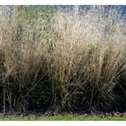 Mosebunke 'Goldtau' Deschampsia Cespitosa 'Goldtau' 1 Liter Potte 5 Mosebunke 'Goldtau' Deschampsia Cespitosa 'Goldtau' 1 Liter Potte -Osmosite Butik mi4169 deschampsia cespitosa goldtau e020