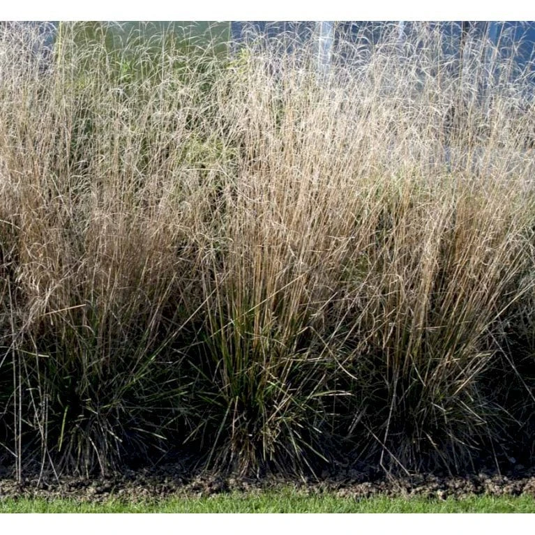 Mosebunke 'Goldtau' Deschampsia Cespitosa 'Goldtau' 1 Liter Potte 3 Mosebunke 'Goldtau' Deschampsia Cespitosa 'Goldtau' 1 Liter Potte - Billede 3