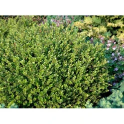 Buksbom 'Faulkner' Til Hæk Buxus Sempervirens 'Faulkner' Potte 3,5 Liter 20-30 Cm. -Osmosite Butik mi420 buxus microphylla faulkner 0fc5