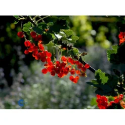 Ribs 'Rote Hollander' Ribes Rubrum 'Rote Hollander' 5 Liter Potte -Osmosite Butik mi4212 ribes rubrum rote hollander d119