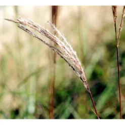 Lav Elefantgræs 'Ferner Osten' Miscanthus Sinensis 'Ferner Osten' 3,0 Liter Potte -Osmosite Butik mi4281 miscanthus sinensis ferner osten 30ce