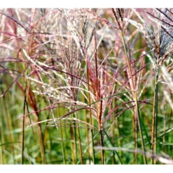Lav Elefantgræs 'Ferner Osten' Miscanthus Sinensis 'Ferner Osten' 3,0 Liter Potte