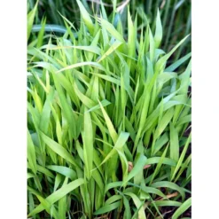 Fladaks Chasmanthium Latifolium 10 Cm. Potte