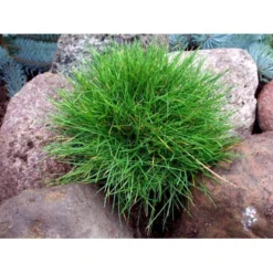 Bjørnegræs Festuca Gautieri (scoparia) 1 Liter Potte -Osmosite Butik mi4514 festuca gautieri 07ea
