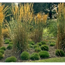 Bjørnegræs Festuca Gautieri (scoparia) 1 Liter Potte -Osmosite Butik mi4514 festuca gautieri c949