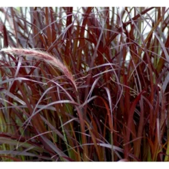 Lampepudsergræs 'Rubrum' Pennisetum Advena 'Rubrum' Potte 2 Liter. 9 Lampepudsergræs 'Rubrum' Pennisetum Advena 'Rubrum' Potte 2 Liter. -Osmosite Butik mi4518 pennisetum setaceum rubrum 704e