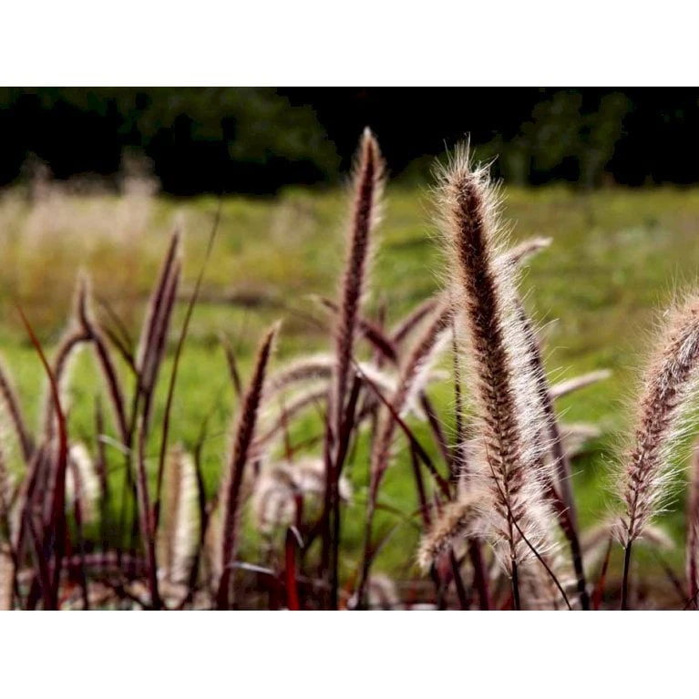 Lampepudsergræs 'Rubrum' Pennisetum Advena 'Rubrum' Potte 2 Liter. 4 Lampepudsergræs 'Rubrum' Pennisetum Advena 'Rubrum' Potte 2 Liter. - Billede 4