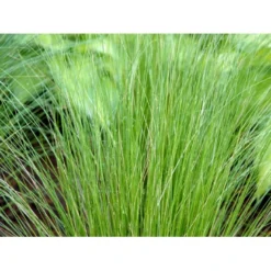 Fjergræs 'Pony Tails' Stipa Tenuissima 'Pony Tails' Potte 2 Liter. -Osmosite Butik mi4520 stipa tenuissima pony tails 35bc
