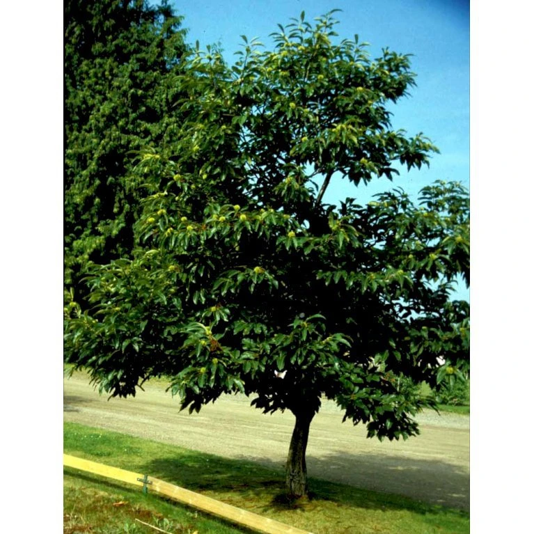 Ægte Kastanje 'Marigoule' Castanea Sativa 'Marigoule' Opbundet Til Ca. 150 Cm. Med Potte 5 Ægte Kastanje 'Marigoule' Castanea Sativa 'Marigoule' Opbundet Til Ca. 150 Cm. Med Potte - Billede 5