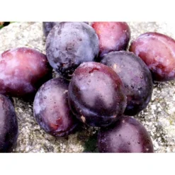 Blomme 'Hanita' Prunus Domestica 'Hanita' 4-8 Grene, 130-170 Cm. 10 Liter Potte. (S.J.A.) -Osmosite Butik mi4899 prunus domestica hanita 623c