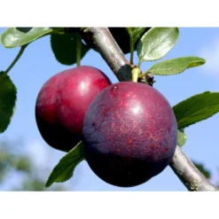 Blomme 'Ive' Prunus Domestica 'Ive' 4-8 Grene, 130-170 Cm. 10 Liter Potte. (S.J.A.) 5 Blomme 'Ive' Prunus Domestica 'Ive' 4-8 Grene, 130-170 Cm. 10 Liter Potte. (S.J.A.) -Osmosite Butik mi4900 prunus domestica ive 94f2