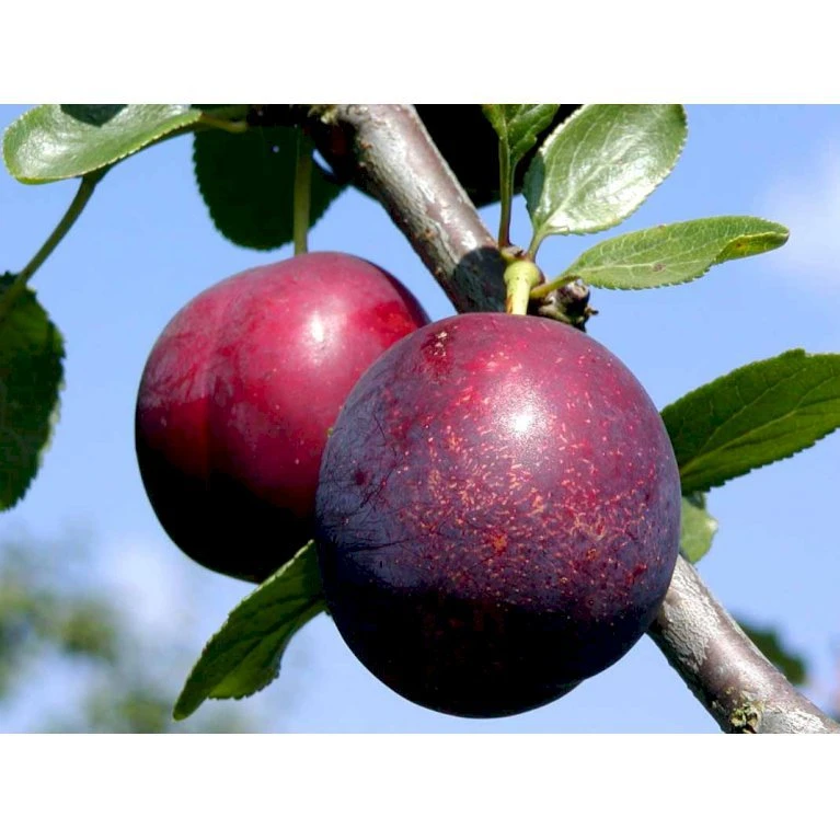 Blomme 'Ive' Prunus Domestica 'Ive' 4-8 Grene, 130-170 Cm. 10 Liter Potte. (S.J.A.) 3 Blomme 'Ive' Prunus Domestica 'Ive' 4-8 Grene, 130-170 Cm. 10 Liter Potte. (S.J.A.) - Billede 3