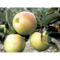 Æble 'Aroma' Malus X 'Aroma' 4-8 Grene. 120-160 Cm. Potte, (M7) -Osmosite Butik mi5008 malus domestica aroma 0639