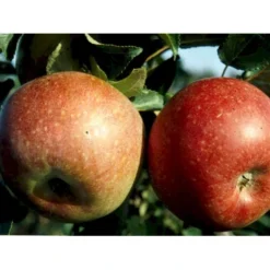 Æble 'Aroma' Malus X 'Aroma' 4-8 Grene. 120-160 Cm. Potte, (M7) -Osmosite Butik mi5008 malus domestica aroma 079f