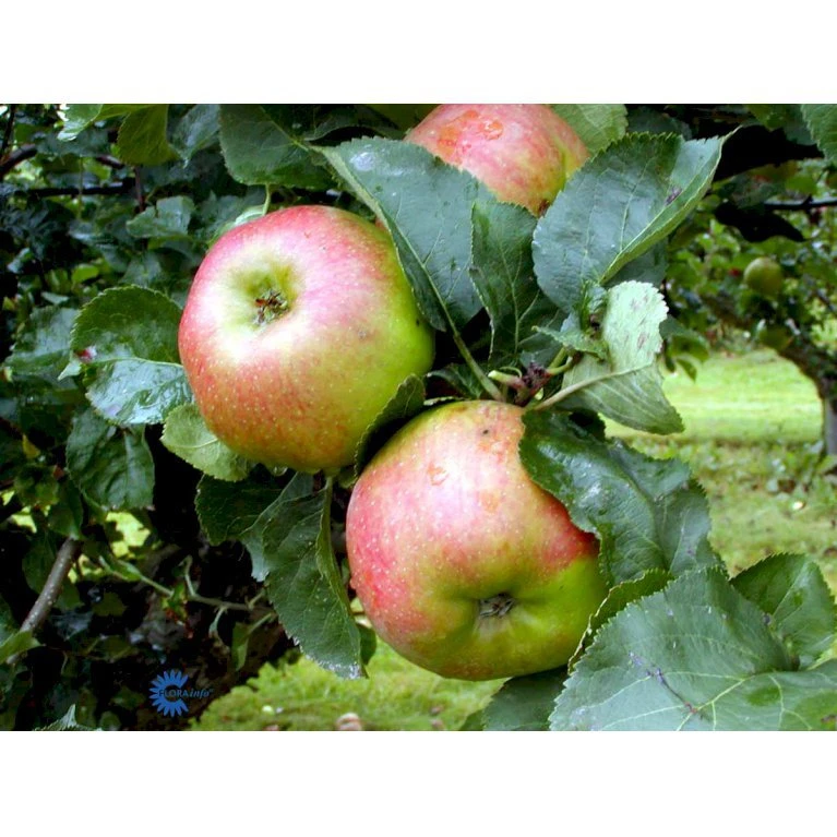 ÆBLE 'BRAMLEY' Malus Domestica 'Bramley' 4-8 Grene, 120-160 Cm. 7,5 Liter Potte 2 ÆBLE 'BRAMLEY' Malus Domestica 'Bramley' 4-8 Grene, 120-160 Cm. 7,5 Liter Potte - Billede 2