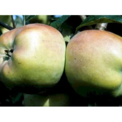 Æble 'Filippa' Malus X 'Filippa' Espalier 2 Etager,- Med Potte 5 Æble 'Filippa' Malus X 'Filippa' Espalier 2 Etager,- Med Potte -Osmosite Butik mi5022 malus domestica filippa 380d