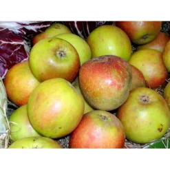 Æble 'Holsteiner Cox' Malus X 'Holsteiner Cox' 4-8 Grene. 120-160 Cm. Potte, (M7) 6 Æble 'Holsteiner Cox' Malus X 'Holsteiner Cox' 4-8 Grene. 120-160 Cm. Potte, (M7) -Osmosite Butik mi5035 malus domestica holsteiner cox 256b