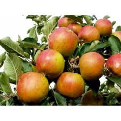 Æble 'Holsteiner Cox' Malus X 'Holsteiner Cox' 4-8 Grene. 120-160 Cm. Potte, (M7) 7 Æble 'Holsteiner Cox' Malus X 'Holsteiner Cox' 4-8 Grene. 120-160 Cm. Potte, (M7) -Osmosite Butik mi5035 malus domestica holsteiner cox 271e