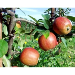 Æble 'Ildrød Pigeon' Malus X 'Ildrød Pigeon' 4-8 Grene. 120-160 Cm. Potte, (M7) 6 Æble 'Ildrød Pigeon' Malus X 'Ildrød Pigeon' 4-8 Grene. 120-160 Cm. Potte, (M7) -Osmosite Butik mi5038 malus domestica ildroed pigeon 3fc8