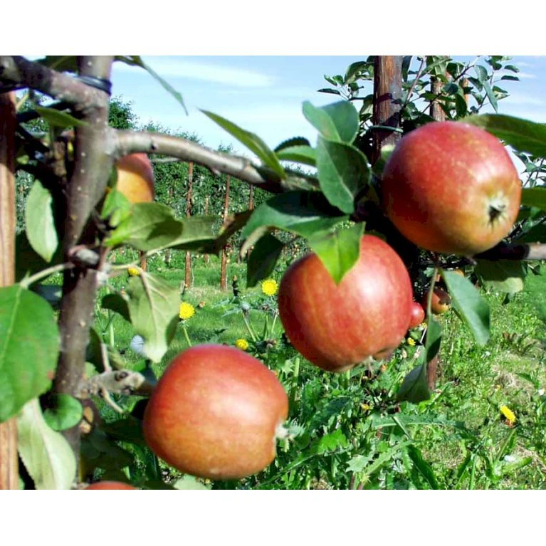 Æble 'Ildrød Pigeon' Malus X 'Ildrød Pigeon' 4-8 Grene. 120-160 Cm. Potte, (M7) 3 Æble 'Ildrød Pigeon' Malus X 'Ildrød Pigeon' 4-8 Grene. 120-160 Cm. Potte, (M7) - Billede 3
