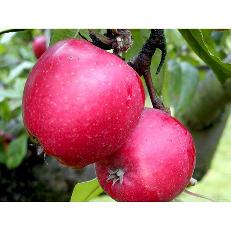 Æble 'Ildrød Pigeon' Malus X 'Ildrød Pigeon' 4-8 Grene. 120-160 Cm. Potte, (M7) 4 Æble 'Ildrød Pigeon' Malus X 'Ildrød Pigeon' 4-8 Grene. 120-160 Cm. Potte, (M7) - Billede 4