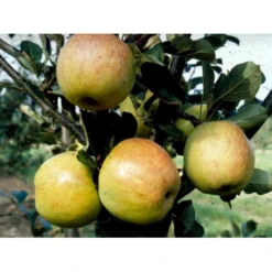 Æble 'James Grieve' Malus X 'James Grieve' Espalier 2 Etager,- Med Potte 5 Æble 'James Grieve' Malus X 'James Grieve' Espalier 2 Etager,- Med Potte -Osmosite Butik mi5042 malus domestica james grieve 63cf