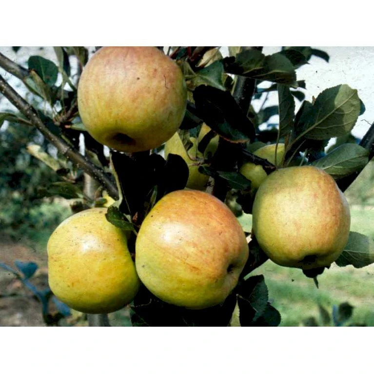 Æble 'James Grieve' Malus X 'James Grieve' Espalier 2 Etager,- Med Potte 3 Æble 'James Grieve' Malus X 'James Grieve' Espalier 2 Etager,- Med Potte - Billede 3